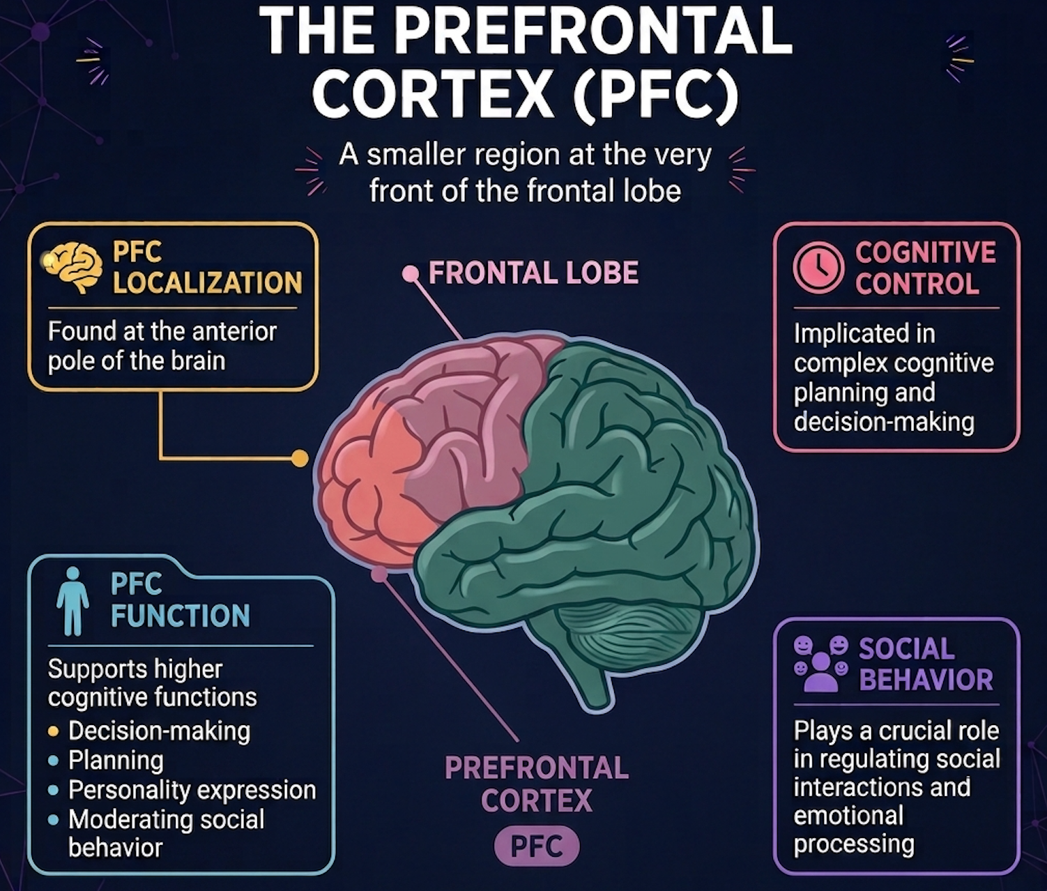 Diagram highlighting the prefrontal cortex at the front of the frontal lobe